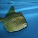 finescale triggerfish 